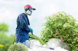 Обработка сада от паразитов - необходимые меры и их регулярность  в Оренбурге