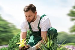 Озеленение и городское благоустройство, создание комфортной среды  в Оренбурге