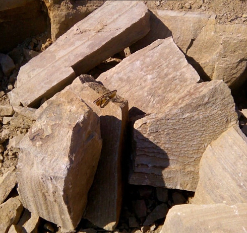 Kamenclub.ru: Песчаник пластушка желтый с рисунком (7-15 см)  купить в Оренбурге плитняк - пластушка - бут желтый песчаник 10200 руб/м3   фото КАМЕНЬ КЛУБ