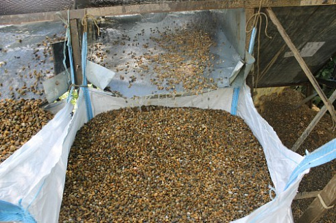 Kamenclub.ru: Галька окат (серо-желтая) фр.10-20 мм. купить  в Оренбурге галька серо-желтая, рыжая, серый речная окатанная округлая галька 5000 руб/т   фото КАМЕНЬ КЛУБ