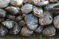 Kamenclub.ru: Валунчик Паутинник фр.100-300 мм  купить в Оренбурге крупный природный камень галечник темно-серый с прожилками белый черный речной валунчик 5000 руб/т   фото КАМЕНЬ КЛУБ