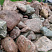 Kamenclub.ru: Конгломераты фр. 300-1000 мм.  купить в Оренбурге кварц мрамор диабаз коричневый, серый зеленоватый речной валун крупный 6500 руб/т   фото КАМЕНЬ КЛУБ