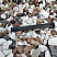 Kamenclub.ru: Мраморная крошка (щебень крошка микс : белый-черный-розовый) фр. 20-40 мм.  купить в Оренбурге мрамор белый, черный, розовый декоративная ландшафтная крошка 12000 руб/т   фото КАМЕНЬ КЛУБ