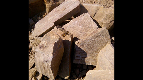 Kamenclub.ru: Песчаник пластушка желтый с рисунком (4-6 см)  купить в Оренбурге плитняк пластушка желтый с рисунком песчаник 9 000 руб/м3   фото КАМЕНЬ КЛУБ