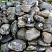 Kamenclub.ru: Валунчик Паутинник фр.100-300 мм  купить в Оренбурге крупный природный камень галечник темно-серый с прожилками белый черный речной валунчик 5000 руб/т   фото КАМЕНЬ КЛУБ