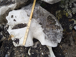 Kamenclub.ru: Выветренный известняк со мхом фр. 100-500 мм.  купить в Оренбурге известняк серый белый зеленый валун известняковый крупный 10000 руб/т   фото КАМЕНЬ КЛУБ