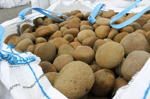 Kamenclub.ru: Песчаник ядра, фр. 100-300 мм  купить в Оренбурге песчаник бежевый серый рыжий речная галька 5 000 руб/т   фото КАМЕНЬ КЛУБ