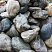 Kamenclub.ru: Речной валун Кабанчик фр.300-500 мм.  купить в Оренбурге крупный природный камень галька серый, темно-серый речной валун галечник масштабный 7000 руб/т   фото КАМЕНЬ КЛУБ