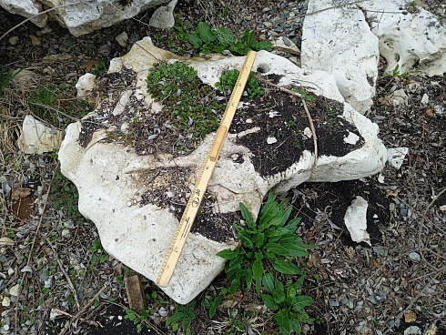 Kamenclub.ru: Выветренный известняк со мхом фр. 100-500 мм.  купить в Оренбурге известняк серый белый зеленый валун известняковый крупный 10000 руб/т   фото КАМЕНЬ КЛУБ