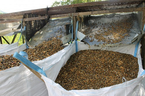 Kamenclub.ru: Галька окат (серо-желтая) фр.10-20 мм. купить  в Оренбурге галька серо-желтая, рыжая, серый речная окатанная округлая галька 5000 руб/т   фото КАМЕНЬ КЛУБ