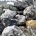 Kamenclub.ru: Черный гранит - кварцит фр. 100-500 мм.  купить в Оренбурге мрамор гранит черный с белыми прожилками, серый, белый валун скальный колотый 7000 руб/т   фото КАМЕНЬ КЛУБ