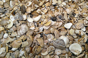 Морская ракушка фр. 5-20 мм  купить в Оренбурге фото Камень Клуб